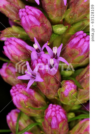 リアトリス 63528109