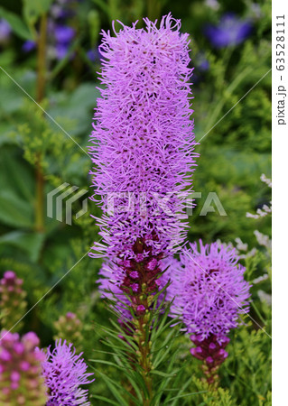 リアトリス 63528111