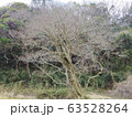 枯れ木 63528264