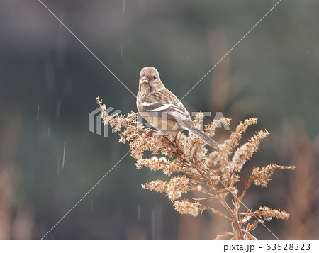 雨の中エサをついばむベニマシコのメス 雨の中エサをついばむベニマシコのメス 63528323