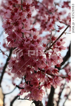 桜　さくら　満開後　アップ 63528463