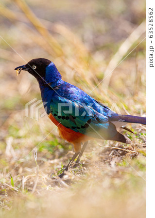 Colorful superb starling bird in Tanzania Africa 63528562