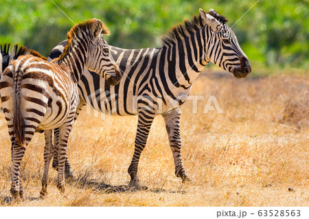 Beautiful zebras walking at the vast plains in Africa 63528563