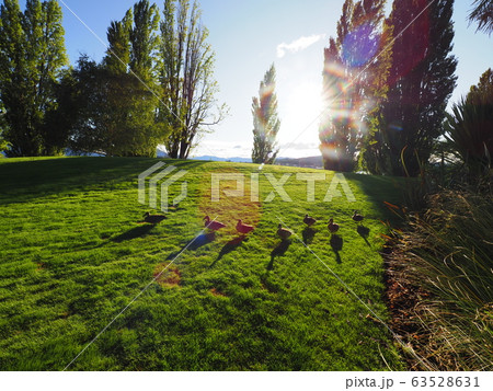 ニュージーランドの風景 ニュージーランドの風景 63528631