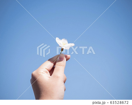一輪の桜を持つ女性の手と青空の写真素材