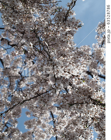 しだれ桜を見上げて しだれ桜を見上げて 63528786