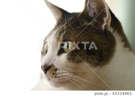 見つめる猫 63528963