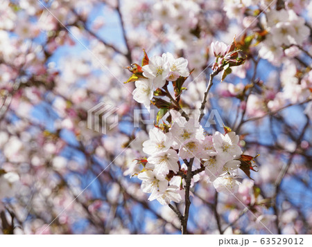 満開のチシマザクラと合間に見える空 満開のチシマザクラと合間に見える空 63529012