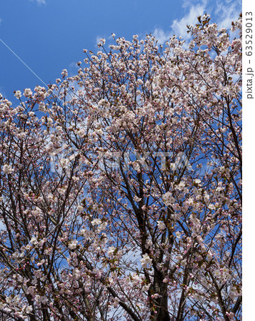 満開のチシマザクラと青空 縦構図 満開のチシマザクラと青空 縦構図 63529013
