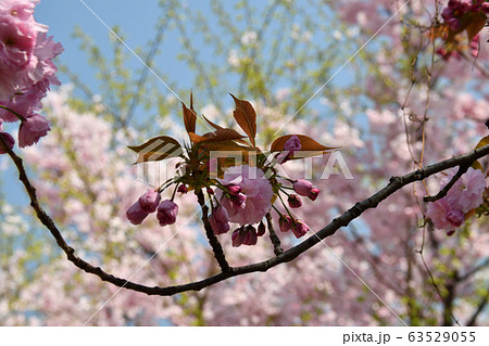 千鳥ヶ淵の桜 63529055