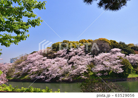 千鳥ヶ淵の桜 63529056