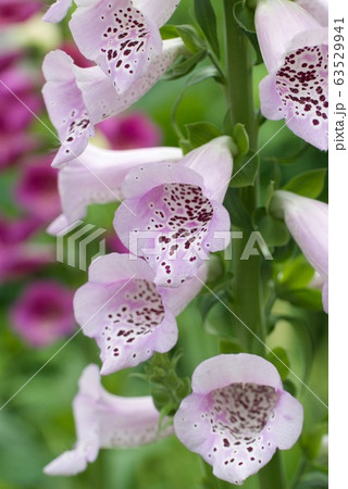 ジギタリスの花 ジギタリスの花 63529941