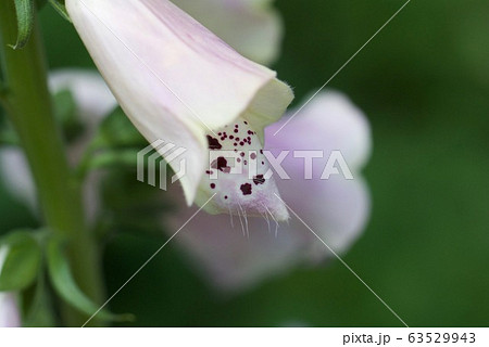 ジギタリスの花 63529943