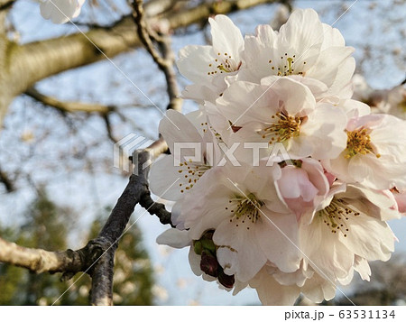 桜 桜 63531134