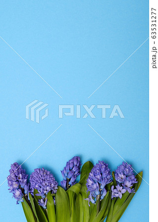 Blue hyacinth as spring gift on blue background. Blue hyacinth as spring gift on blue background. 63531277