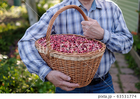 Seasonal berry picking. Man holding harvested Seasonal berry picking. Man holding harvested 63531774