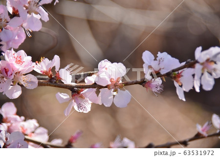 満開の魯桃桜 63531972