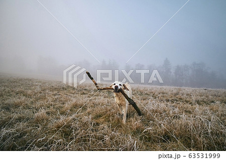 Happy dog running with stick in mouth Happy dog running with stick in mouth 63531999