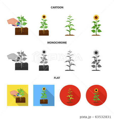 Isolated object of plant and bean icon. Collection of plant and process stock symbol for web. 63532831
