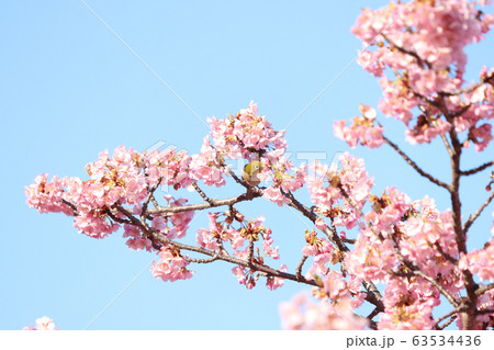 メジロ 宇都宮城址公園 メジロ 宇都宮城址公園 63534436