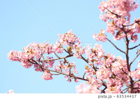 メジロ 宇都宮城址公園 メジロ 宇都宮城址公園 63534437