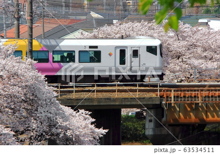 桜と特急かいじ 63534511