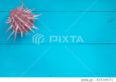 Seashells on wood background. Top view with copy space 63534571