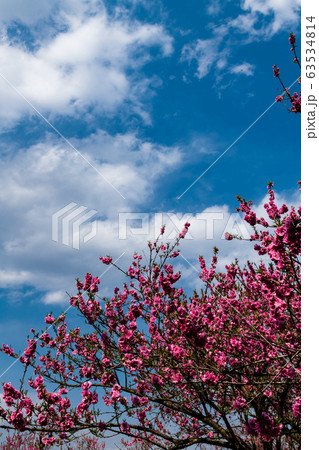 快晴の空に咲き誇る花桃の写真素材