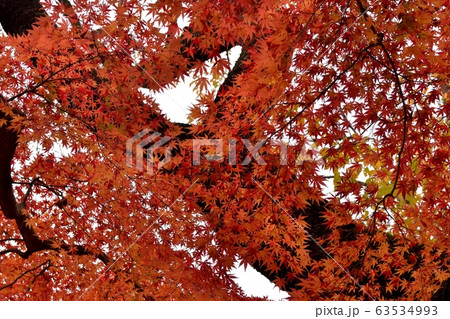 晩秋の井の頭公園、曇天の白い空に入り乱れるモミジの紅葉を撮る 晩秋の井の頭公園、曇天の白い空に入り乱れるモミジの紅葉を撮る 63534993