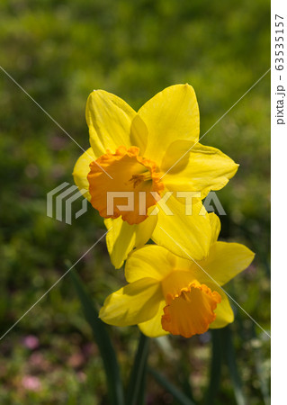 ラッパ水仙 63535157