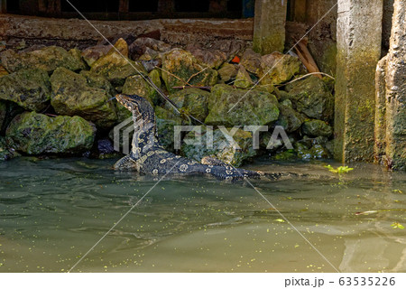 Water Monitor - Komodo Dragon 63535226