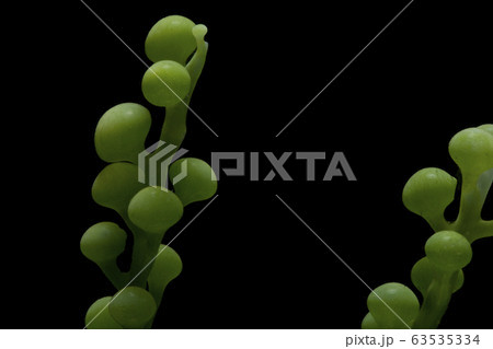 seaweed isolated on black background 63535334