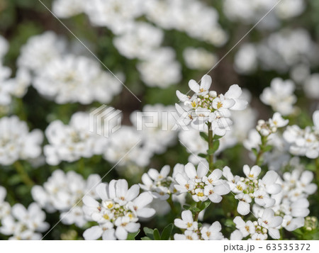 春の花壇のイベリスの写真素材