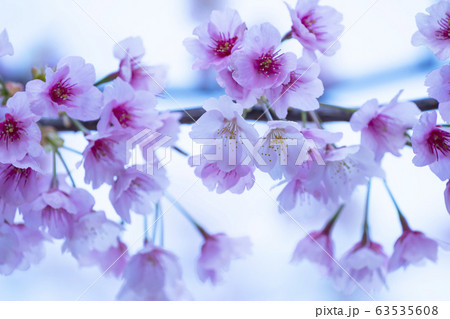 さくら・アップ さくら・アップ 63535608