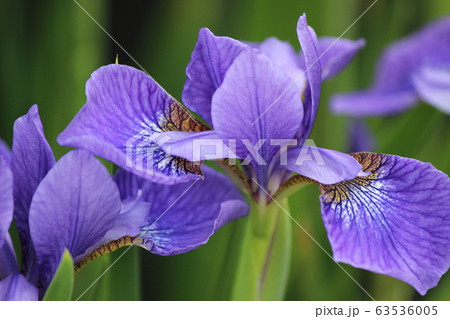 アヤメの花 アヤメの花 63536005