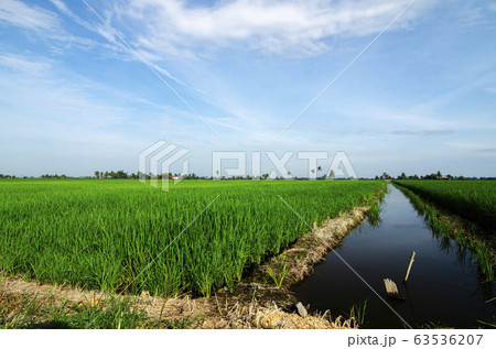Rural area view surrounding with beautiful landscape of green paddy 63536207