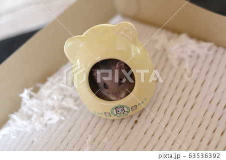 撮影準備中 撮影準備中 63536392