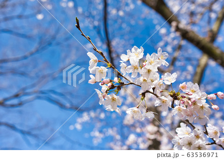 満開の桜 63536971