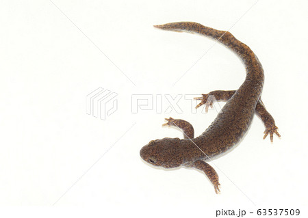 トウホクサンショウウオ 63537509