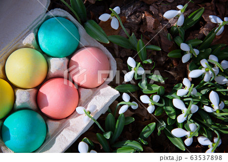 Tray with Easter colorful eggs on the grass next to blooming snowdrops in the spring forest. 63537898