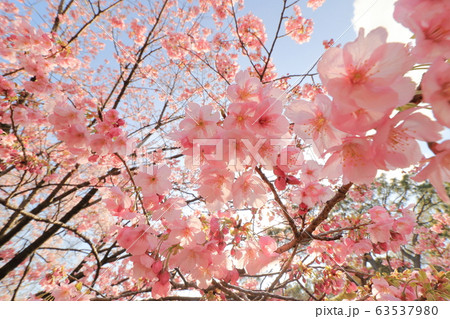 桜満開　サクラ　さくら 63537980
