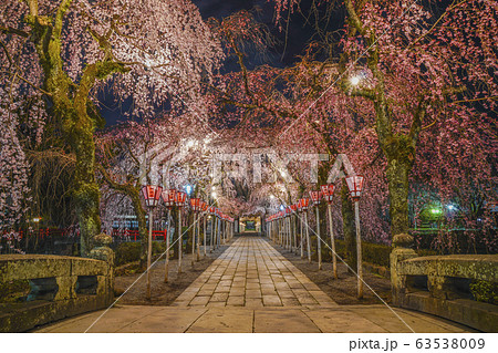【静岡県】 三嶋大社 夜桜 三島市 【静岡県】 三嶋大社 夜桜 三島市 63538009