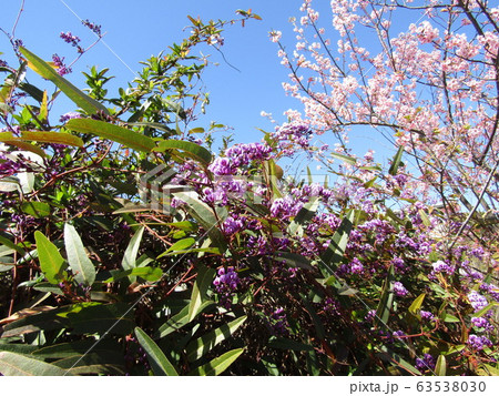 この紫色の花のつる性植物はハーデンベルギアの写真素材