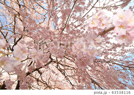 枝垂桜 しだれざくら 枝垂桜 しだれざくら 63538116