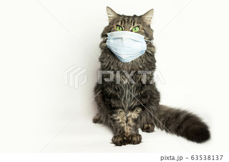 Medical mask for cat virus protected cat at home Medical mask for cat virus protected cat at home 63538137