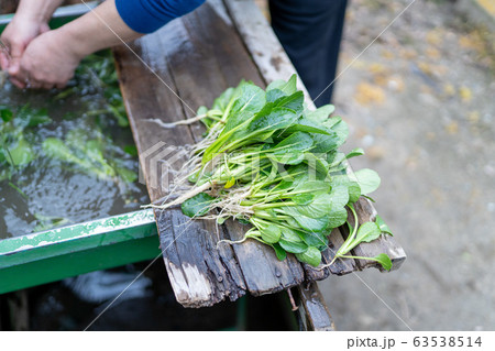 農業・小松菜収穫 63538514