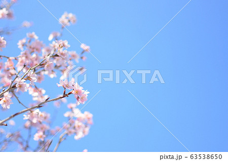 桜の花 63538650