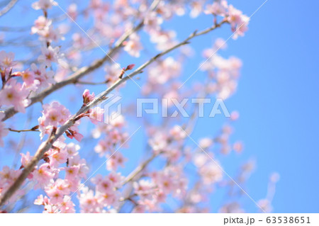 桜の花 桜の花 63538651