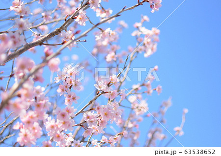 桜の花 63538652