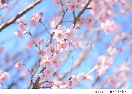 桜の花 桜の花 63538679